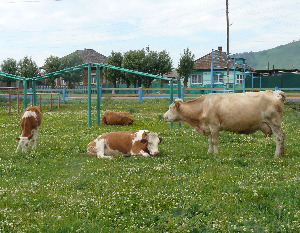 Коровы на мини-стадионе